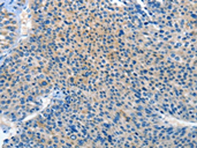 PRKX Antibody