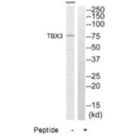 TBX3 Antibody