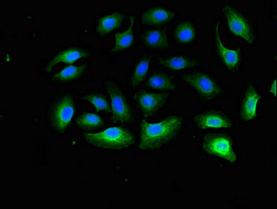 RPL13A Antibody