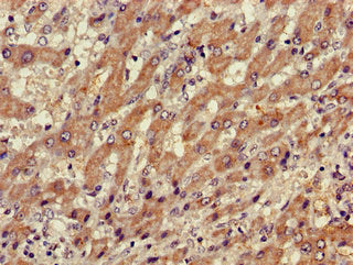 XBP1 Antibody