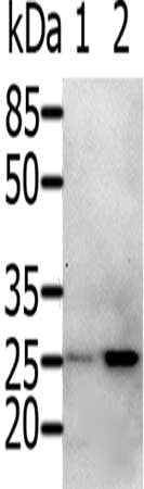 RAB5A Antibody