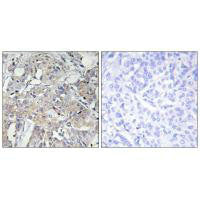 COL6A3 Antibody