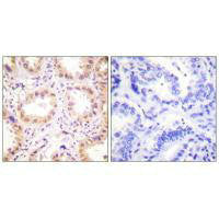 NEDD8 Antibody