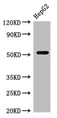 GSK3A Antibody