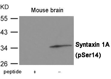 Phospho-STX1A (Ser14) Antibody