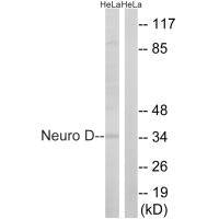 NEUROD1 (Ab-274) Antibody