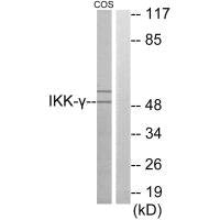 IKBKG Antibody