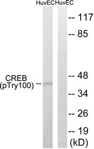 Phospho-CREB1 (Thr100) Antibody