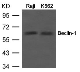 BECN1 Antibody