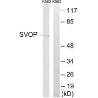 SVOP Antibody