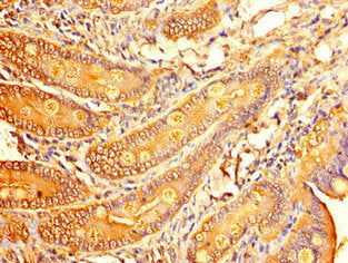 ALDOC Antibody