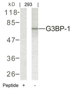 G3BP1 (Ab-232) Antibody