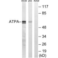 ATP5A1 Antibody