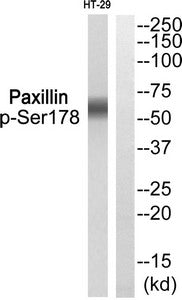 Phospho-PXN (Ser178) Antibody