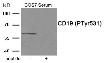 Phospho-CD19 (Tyr531) Antibody