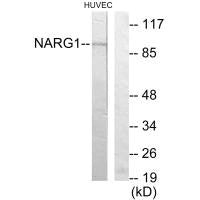 NAA15 Antibody