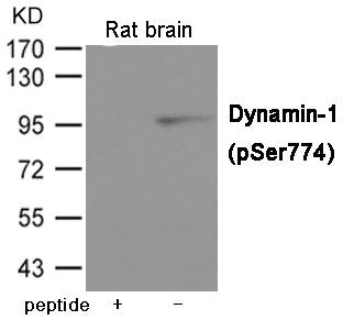 Phospho-DNM1 (Ser774) Antibody