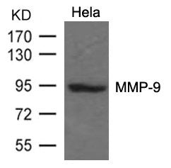 MMP9 Antibody