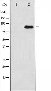 PRKCZ Antibody
