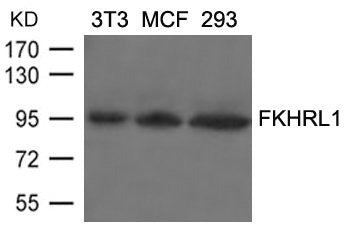 FOXO3 (Ab-253) Antibody