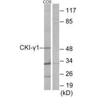 CSNK1G1 Antibody