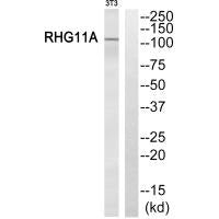 ARHGAP11A Antibody