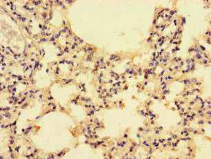 CCL4 Antibody
