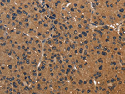ICAM4 Antibody