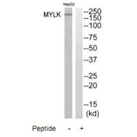 MYLK Antibody