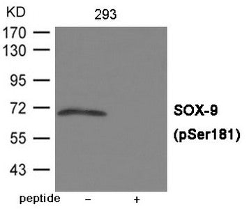 Phospho-SOX9 (Ser181) Antibody