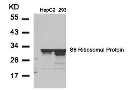 RPS6 (Ab-235) Antibody