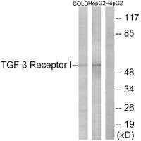 TGFBR1 (Ab-165) Antibody