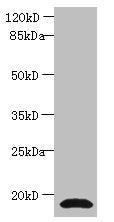 CST3 Antibody