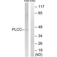 AGPAT3 Antibody