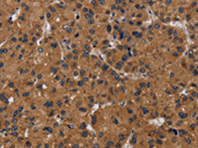 NPRL2 Antibody