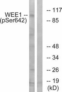 Phospho-WEE1 (Ser642) Antibody
