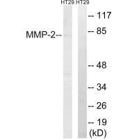 MMP2 Antibody