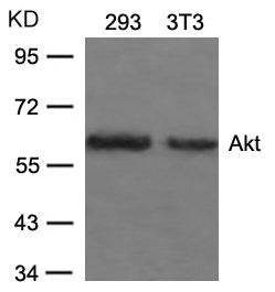 AKT1 (Ab-473) Antibody