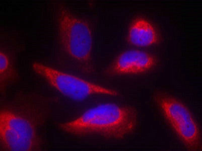 NOS3 (Ab-495) Antibody