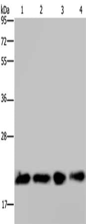 HRAS Antibody