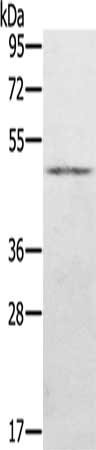 KDM8 Antibody