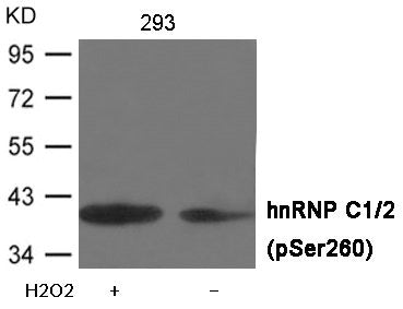 Phospho-HNRNPC (Ser260) Antibody