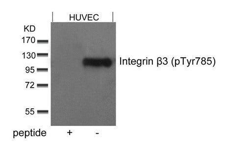 Phospho-ITGB3 (Tyr785) Antibody