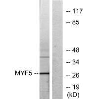 MYF5 Antibody
