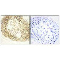 C2orf40 Antibody