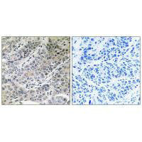 MPC2 Antibody
