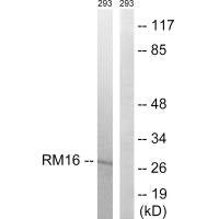 MRPL16 Antibody