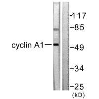 CCNA1 Antibody