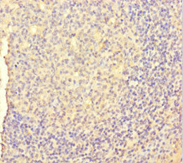 CSF1 Antibody