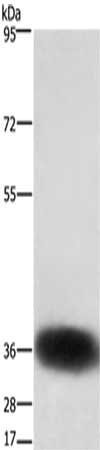 SLC7A5 Antibody
